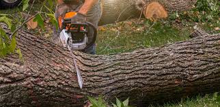  Middletown, IN Tree Services Pros